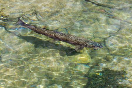 07-Marjan-Cigoj-kolesar-Soška POSTRV